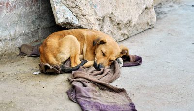 Abandoned dog lying on the ground